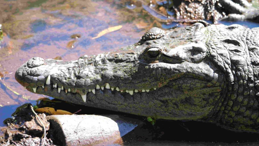 Crocodile se reposant dans les mangroves de la réserve naturelle de Sian Ka’an, Quintana Roo