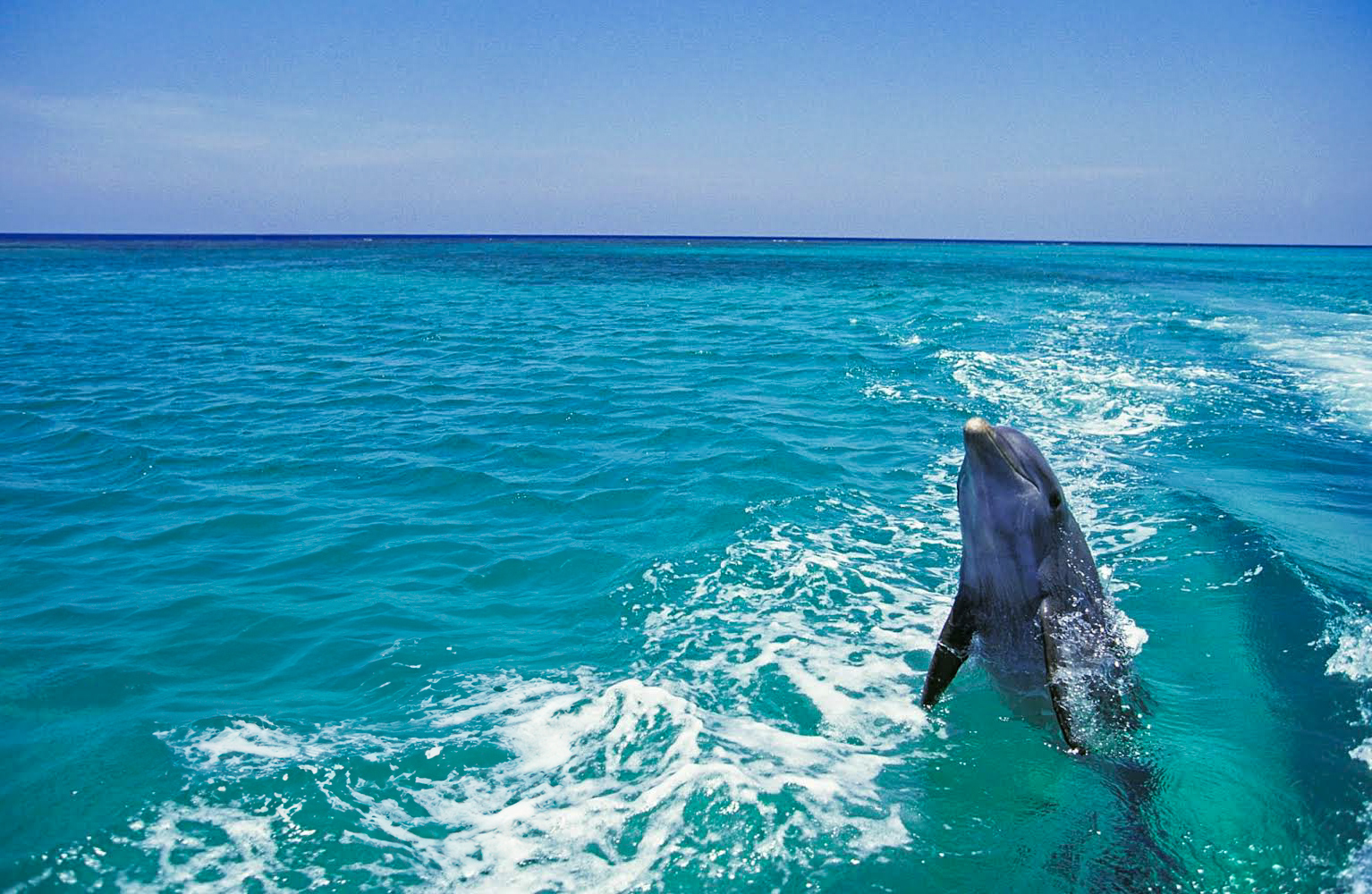 BOTTLENOSE DOLPHIN tursiops truncatus, PAIR LEAPING OUT OF WATER, HONDURAS Dauphin nageant librement à Sian Ka’an, réserve naturelle au Mexique