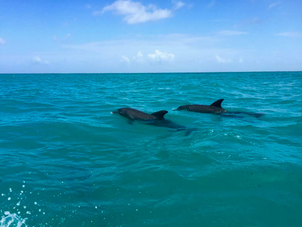Deux dauphins nageant librement dans la mer des Caraïbes au sein de la réserve naturelle de Sian Ka’an
