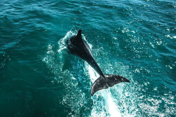 Dauphins en liberté dans la réserve naturelle de Sian Ka’an, près de Tulum au Mexique