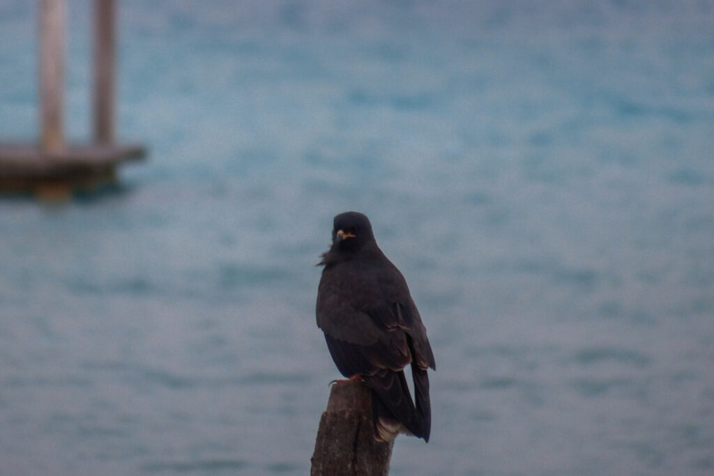 Oiseau perché dans la mangrove de Sian Ka’an au cœur de la Riviera Maya