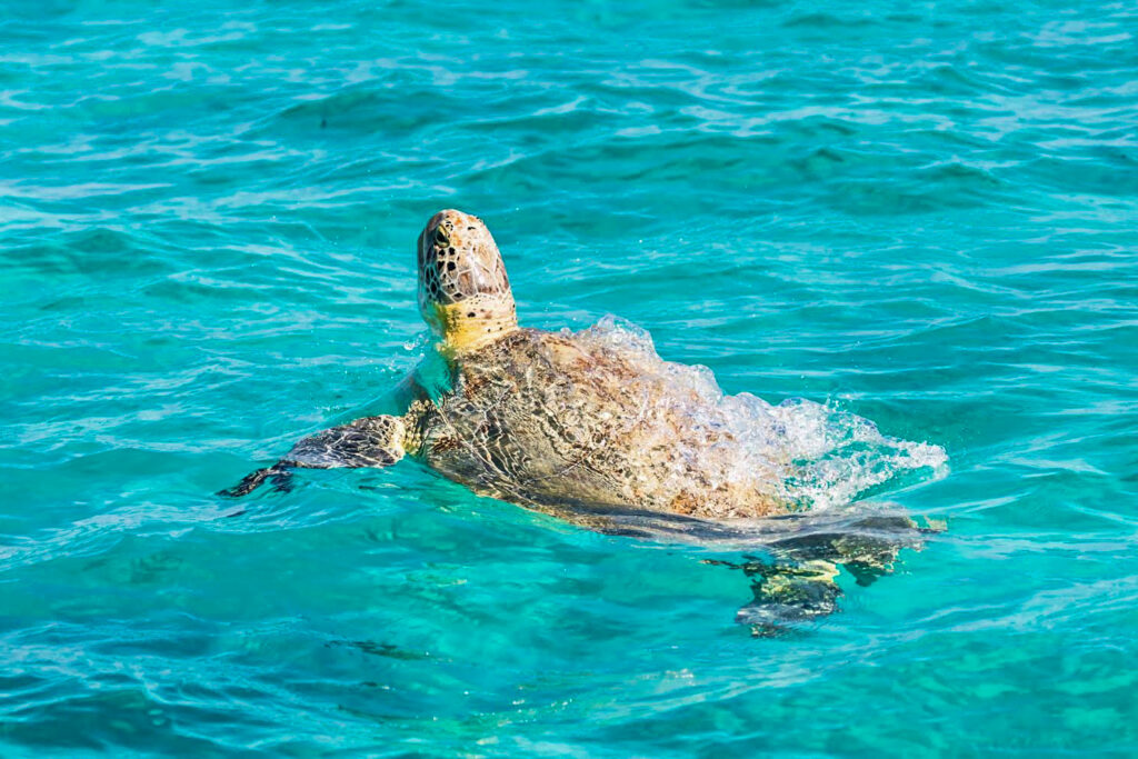 Tortue verte nageant librement dans la mer des Caraïbes, réserve naturelle de Sian Ka’an près de Tulum